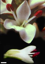 Veronica dilatata. Bisexual flowers, the lower barely open. Scale = 1 mm.
 Image: W.M. Malcolm © Te Papa CC-BY-NC 3.0 NZ